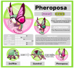 Fakemon Showcase - Pheroposa (small version).png