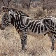 Zebra