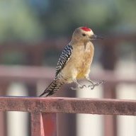 Spry Parrot (Birb)