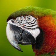 Macaw