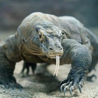 komododragontaile//