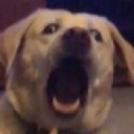 SuplexingBabyPokemon