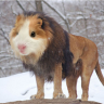 GuineaPigJones