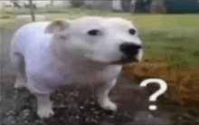Confused Dog GIFs | Tenor